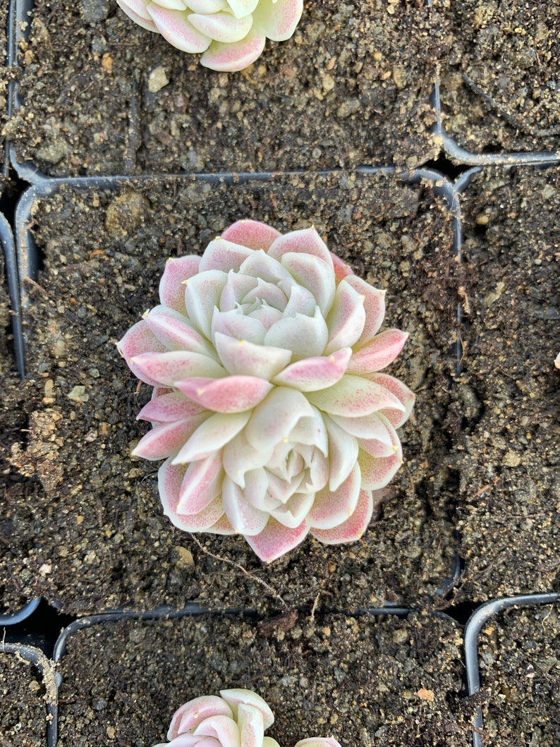 Rare Succulent Echeveria White Elegans sp. image 8