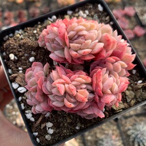 Puede incluir: Una maceta peque&ntilde;a de color negro con plantas suculentas. Las plantas son de color rosa claro y verde y tienen forma de roseta.
