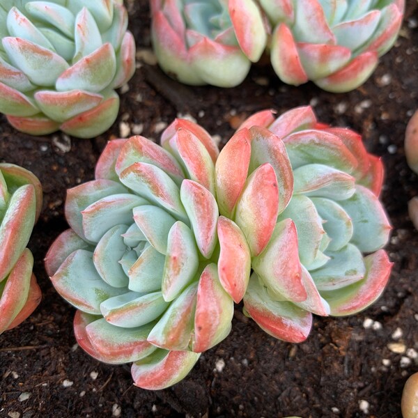 Rare Succulent-Echeveria Sasa Queen