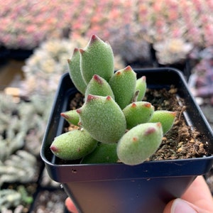 May include: A small succulent plant with fuzzy, light green, oval-shaped leaves that feature pointed, reddish-brown tips. The plant is potted in a square, black plastic container filled with dark potting soil, showcasing a dense, upright growth habit.