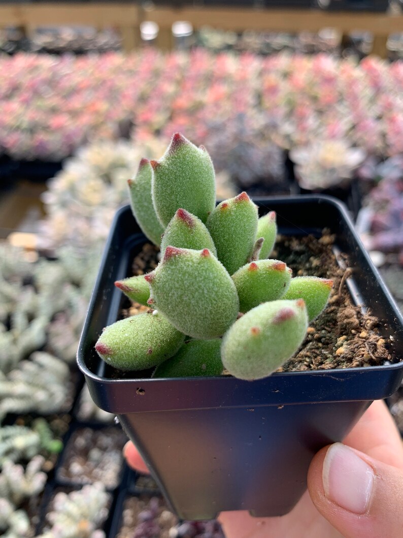 May include: A small succulent plant with fuzzy, light green, oval-shaped leaves that feature pointed, reddish-brown tips. The plant is potted in a square, black plastic container filled with dark potting soil, showcasing a dense, upright growth habit.