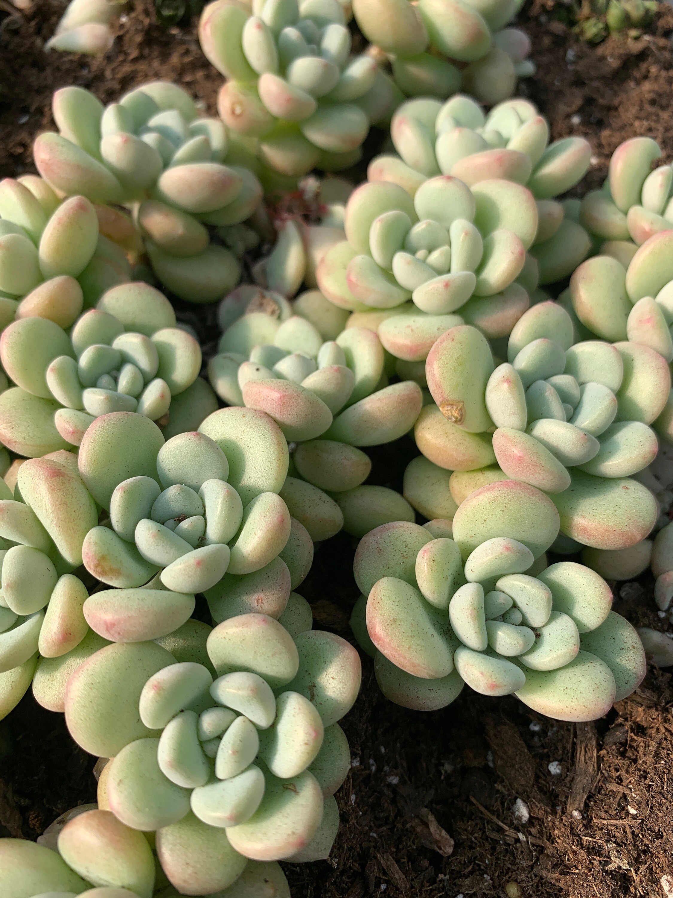 Graptosedum Bubble Candy April Farm Rare Succulents Etsy Singapore