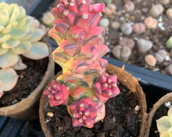 Rare Succulent - Euphorbia RichEye Gold