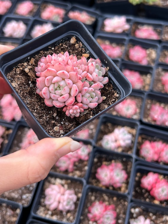 succulent fabric Succulents & Cacti Pattern #8 Fabric