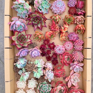 Rare Succulent - Mystery box