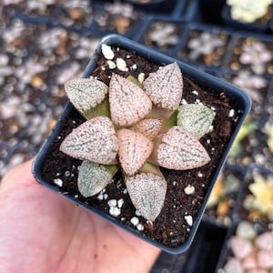 Rare Succulent - Haworthia Red Silver