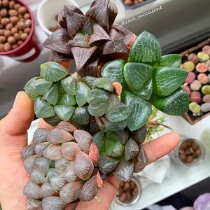 Rare Succulent - Haworthia Combo