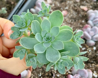 Rare Succulent- Aeonium Greenovia Mountain Rose small cluster