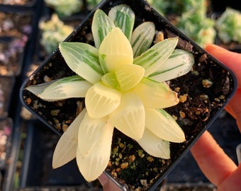 Rare Succulent - Haworthia Retusa Variegated