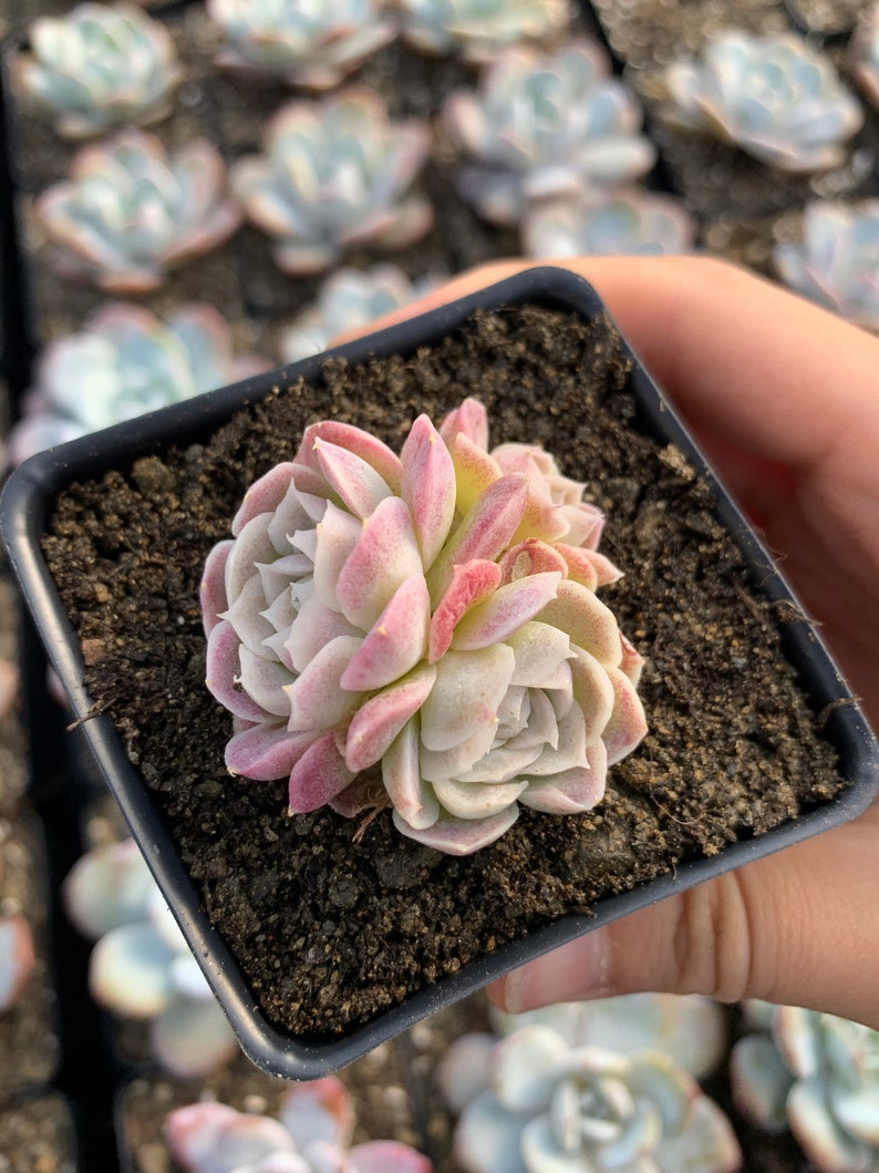 Rare Succulent Echeveria White Elegans sp. image 3