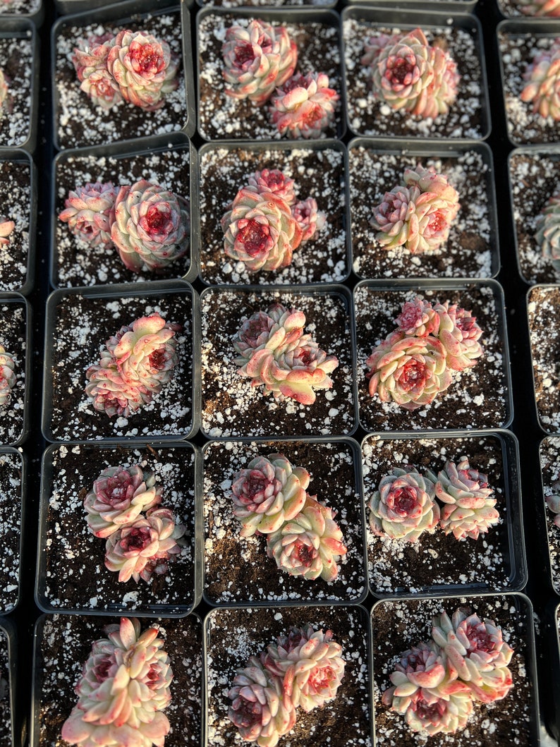 Rare Succulent Echeveria Red Velvet mini Succulent - Etsy