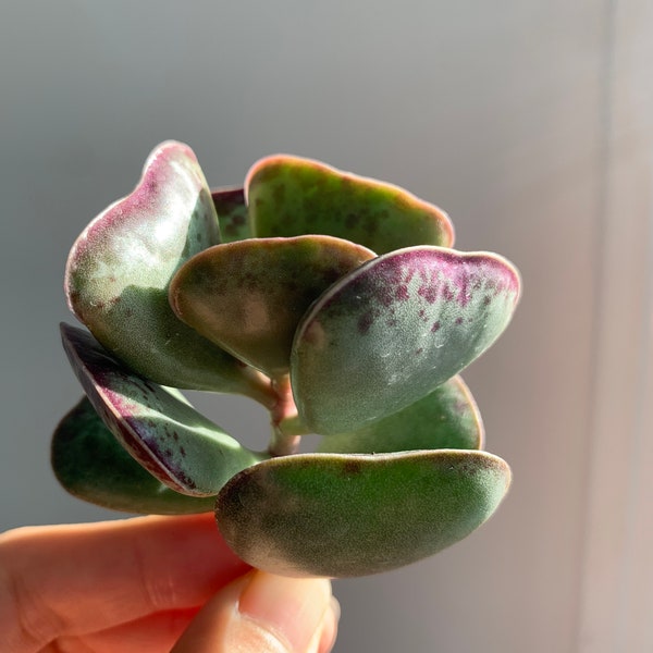 Rare Succulent-Adromischus Triflorus 'Calico Hearts'