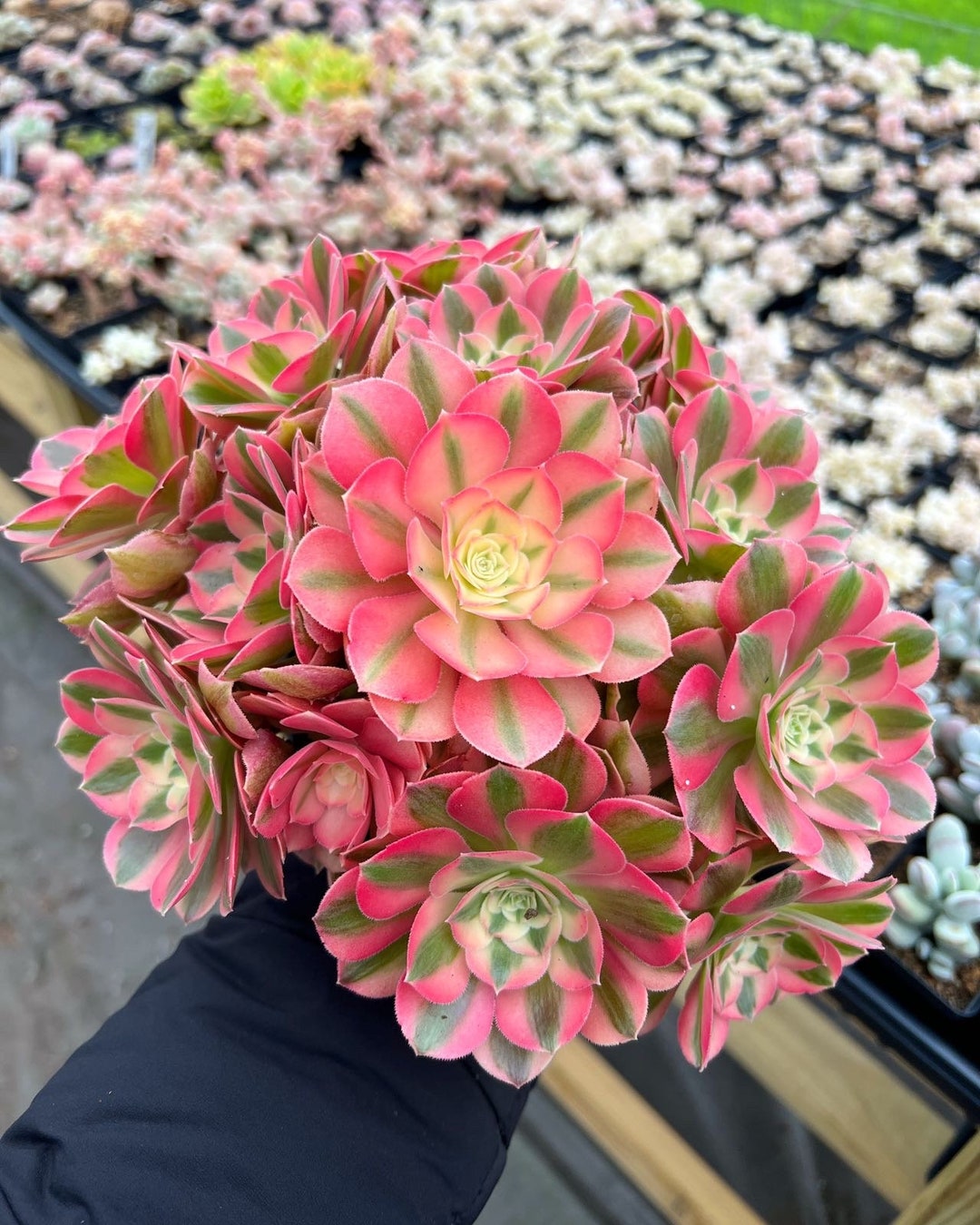 Rare Succulent Aeonium Pink Witch Etsy