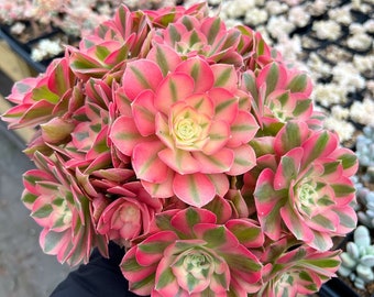@Rabbit.Echeveria出品 449-C4 (SOLD) Echeveria 'Funky Pink' f. variegata