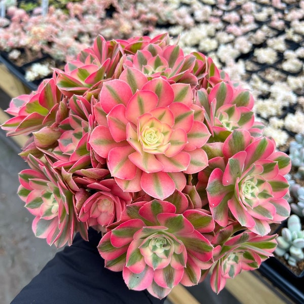 Rare Succulent - Aeonium Pink Witch