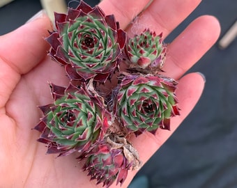 Rare Succulent - Sempervivum sp. (mini succulent single head)