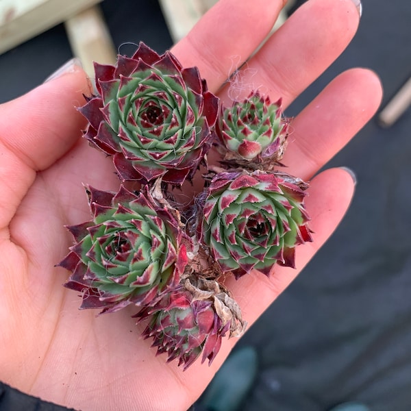 Rare Succulent - Sempervivum sp. (mini succulent single head)