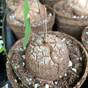 Rare Succulent Dioscorea elephantipes image 1