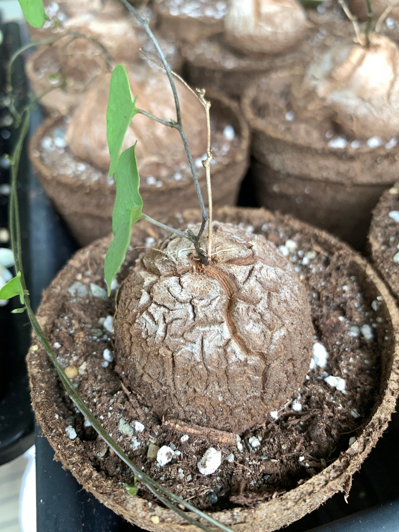 Rare Succulent Dioscorea elephantipes image 1