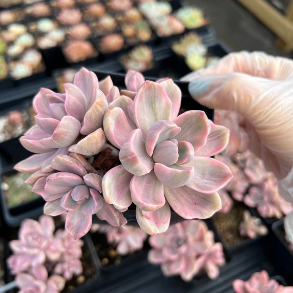 Echeveria Variegated Mrs. Richard cluster (3) - April Farm/Rare Succulents