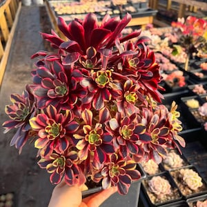 Rare Succulent - Aeonium Eucarie
