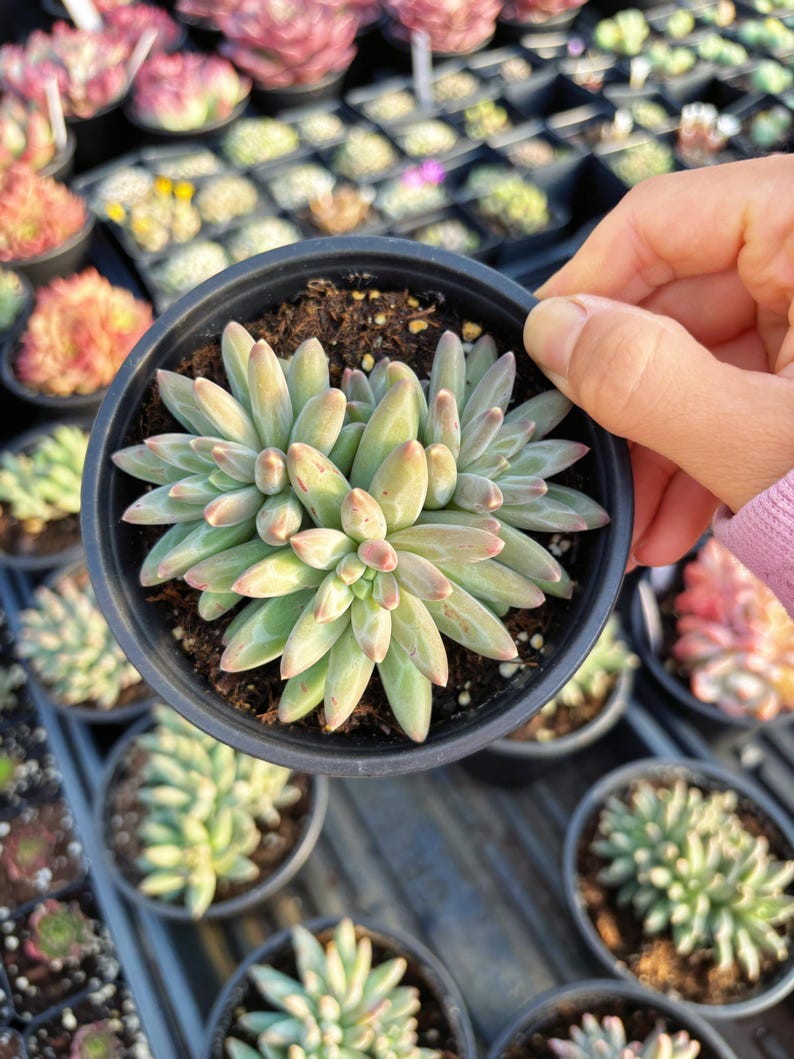 RareSucculents Pachyphytum compactum - Thumbnail 2
