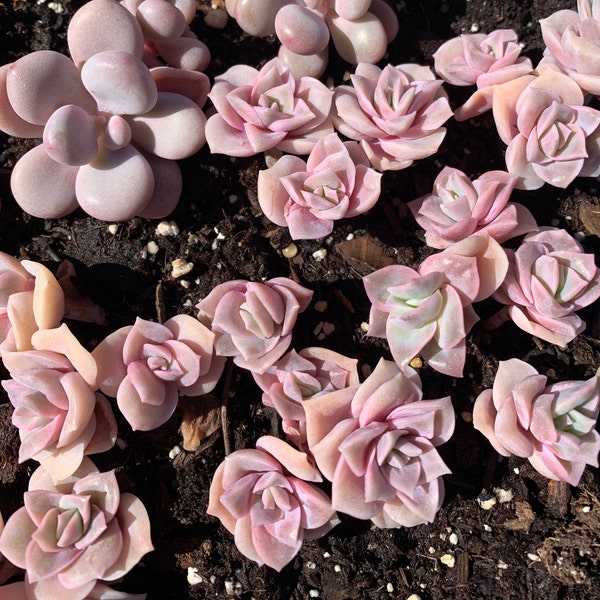 Rare Succulent - Echeveria Lovely rose