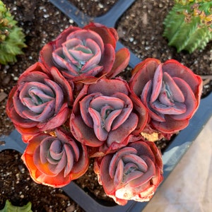 Rare Succulent-Echeveria Sunyan