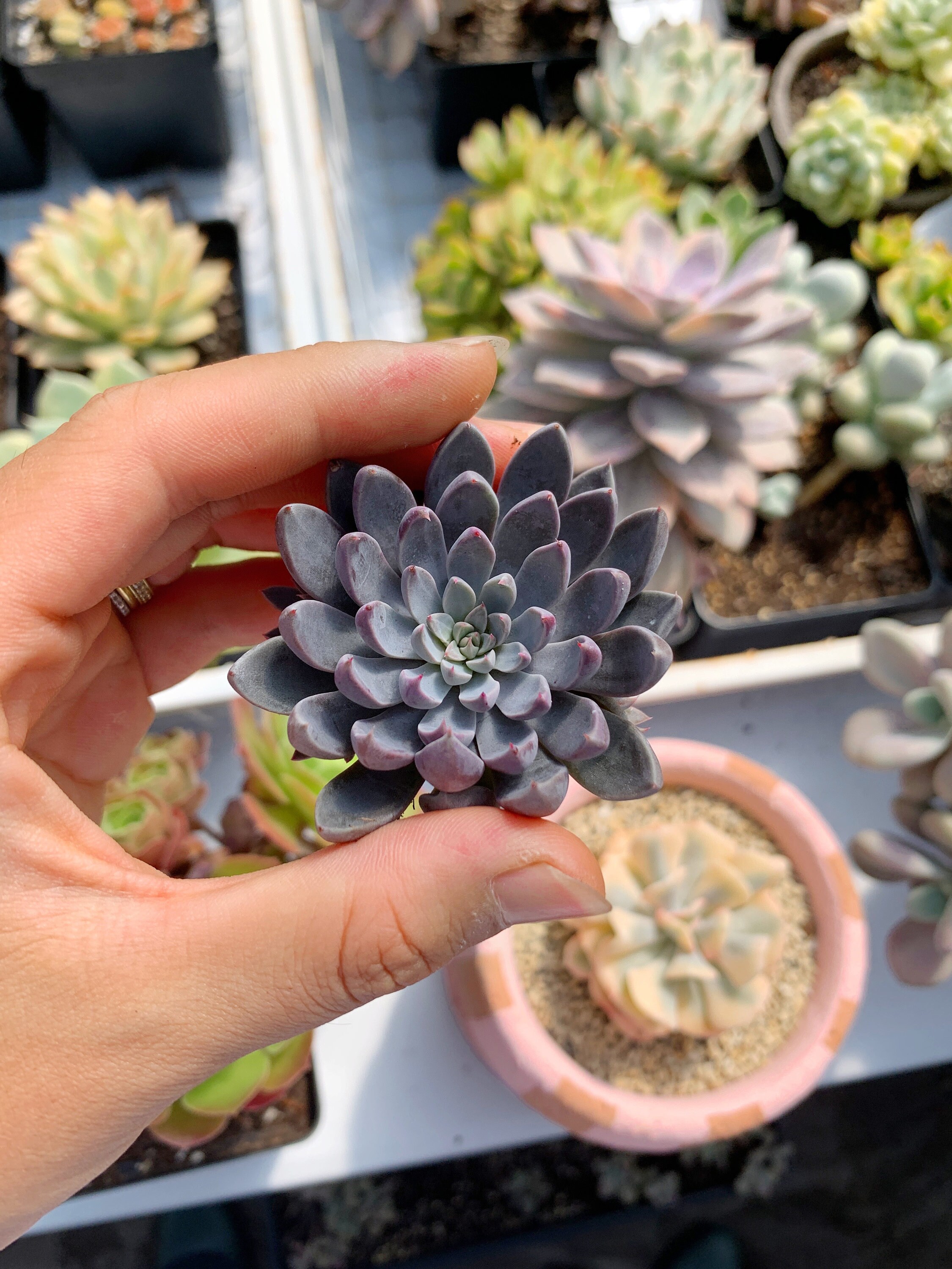 Succulent-Graptopetalum Rusbyi