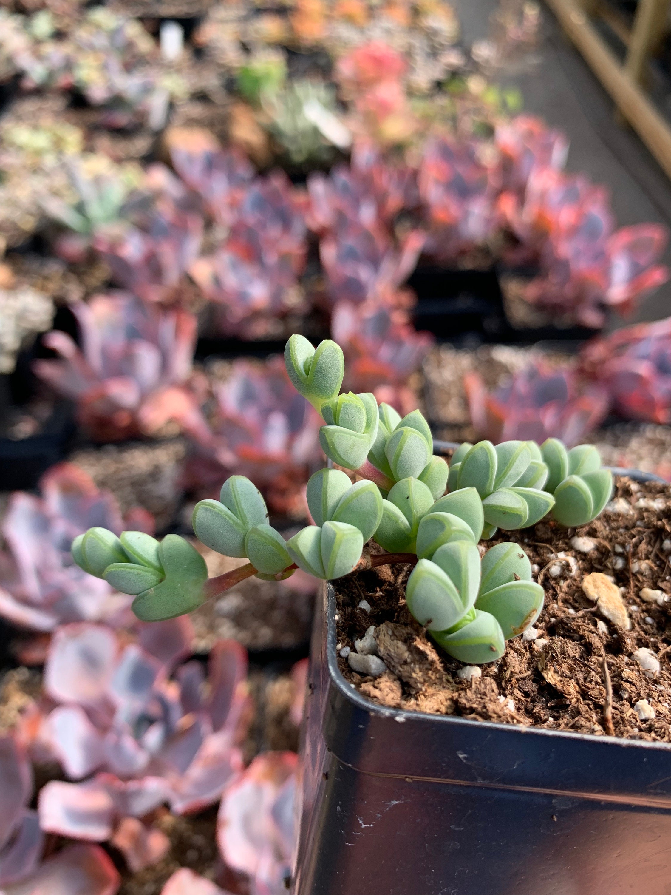 Rare Succulent Echinus Maximilianus rooted