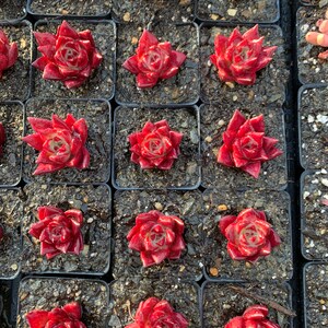 May include: A collection of small potted succulents with deep red leaves. The succulents are arranged in a grid pattern and are all in the same size pot.