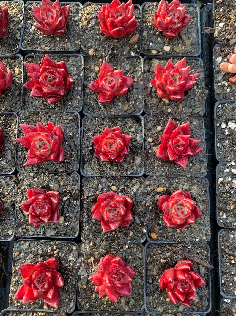 May include: A collection of small potted succulents with deep red leaves. The succulents are arranged in a grid pattern and are all in the same size pot.