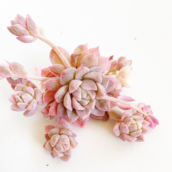 Rare Succulent- Echeveria Variegated Prolifica (tige unique)