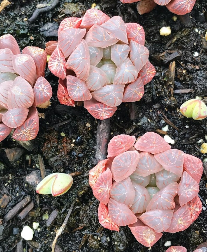 Pink haworthia succulent