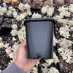 Rare Succulent Planter: 4&#39;&#39; Square Pot (Planter Only)