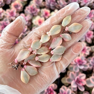 Rare Succulent - 10 x Graptopetalum Variegated Tituban Leaves