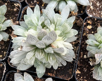 Rare Succulent - Haworthia cooperi cv. variegata Crystal “White Spots” cluster