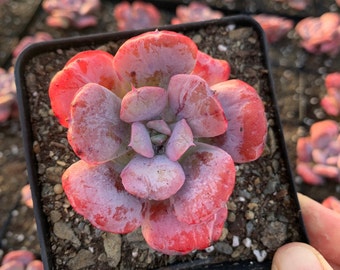 Rare Succulent - Echeveria Heart Delight (green in summer)