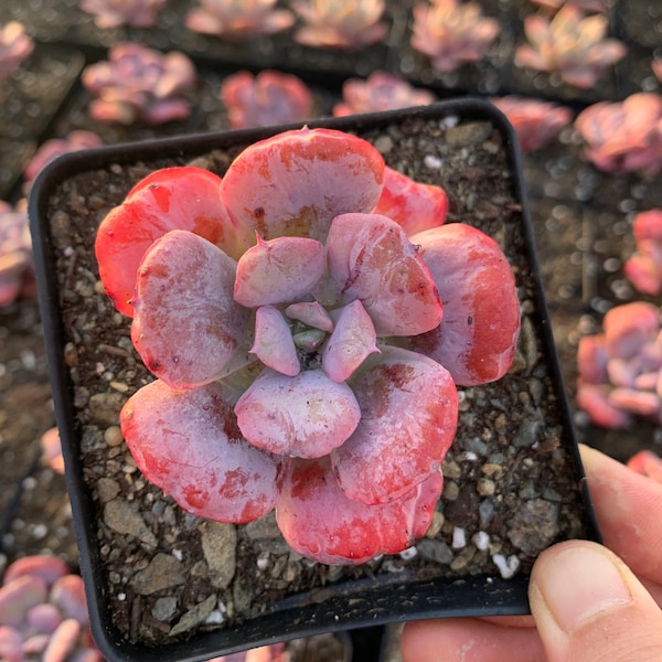 Rare Succulent - Echeveria Heart Delight (green in summer)