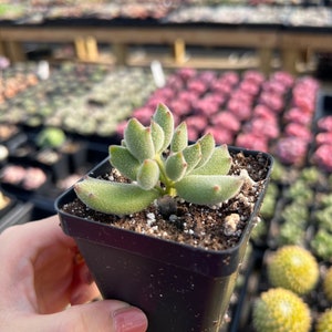 May include: A small, fuzzy, light green succulent plant with pointed leaves and reddish tips, potted in a square black plastic container filled with dark potting soil. The plant features a soft, textured surface on its thick, fleshy leaves.