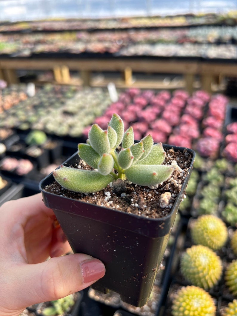 May include: A small, fuzzy, light green succulent plant with pointed leaves and reddish tips, potted in a square black plastic container filled with dark potting soil. The plant features a soft, textured surface on its thick, fleshy leaves.