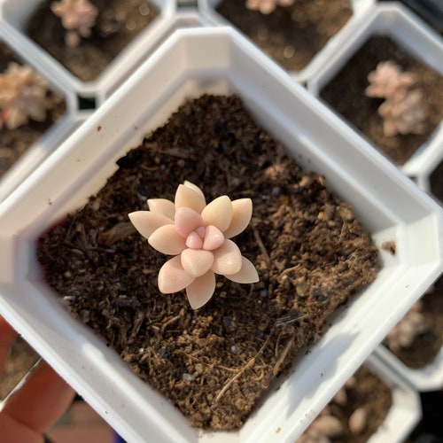 Rare Succulent - Graptopetalum Mirinae cutting (single head cutting)