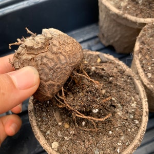 Rare Succulent Dioscorea elephantipes image 5