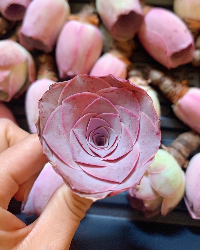Rare Pink Mountain Rose Succulent