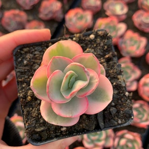 Rare Succulent - Echeveria Variegated Sunyan single head