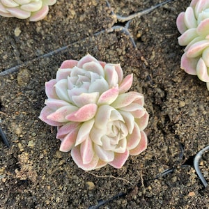 Rare Succulent Echeveria White Elegans sp. image 7