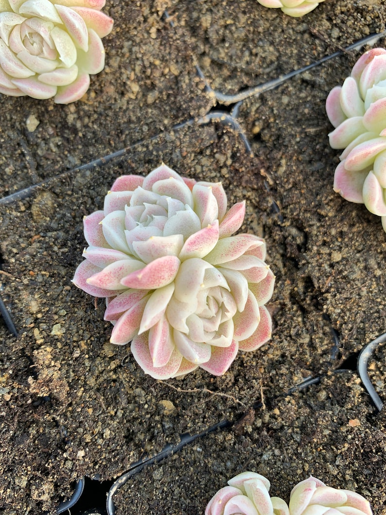 Rare Succulent Echeveria White Elegans sp. image 7