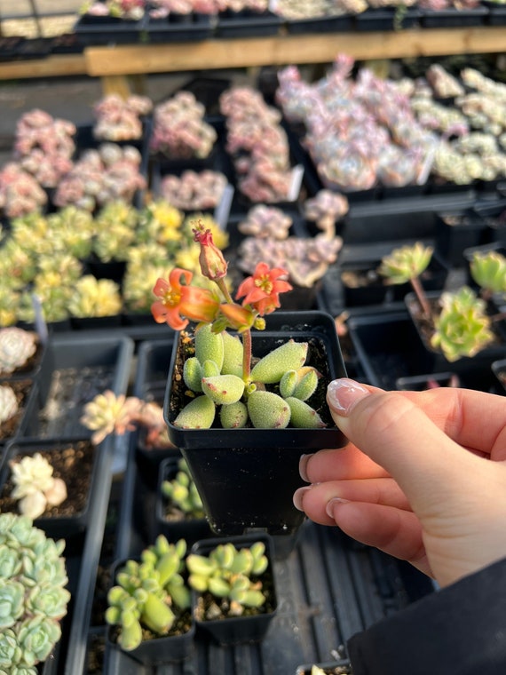 Rare Succulent - Cotyledon 'KONEKONOTUME' ‘Cat Claw’