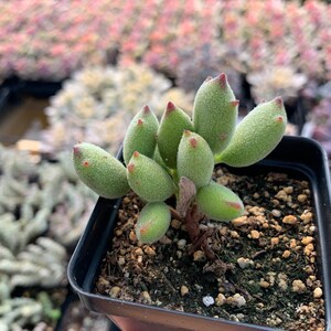 May include: A small succulent plant with fuzzy, light green, oval-shaped leaves that have pointed, reddish-brown tips. The plant is potted in a square black plastic container filled with dark soil and small pebbles, showing a woody stem base.