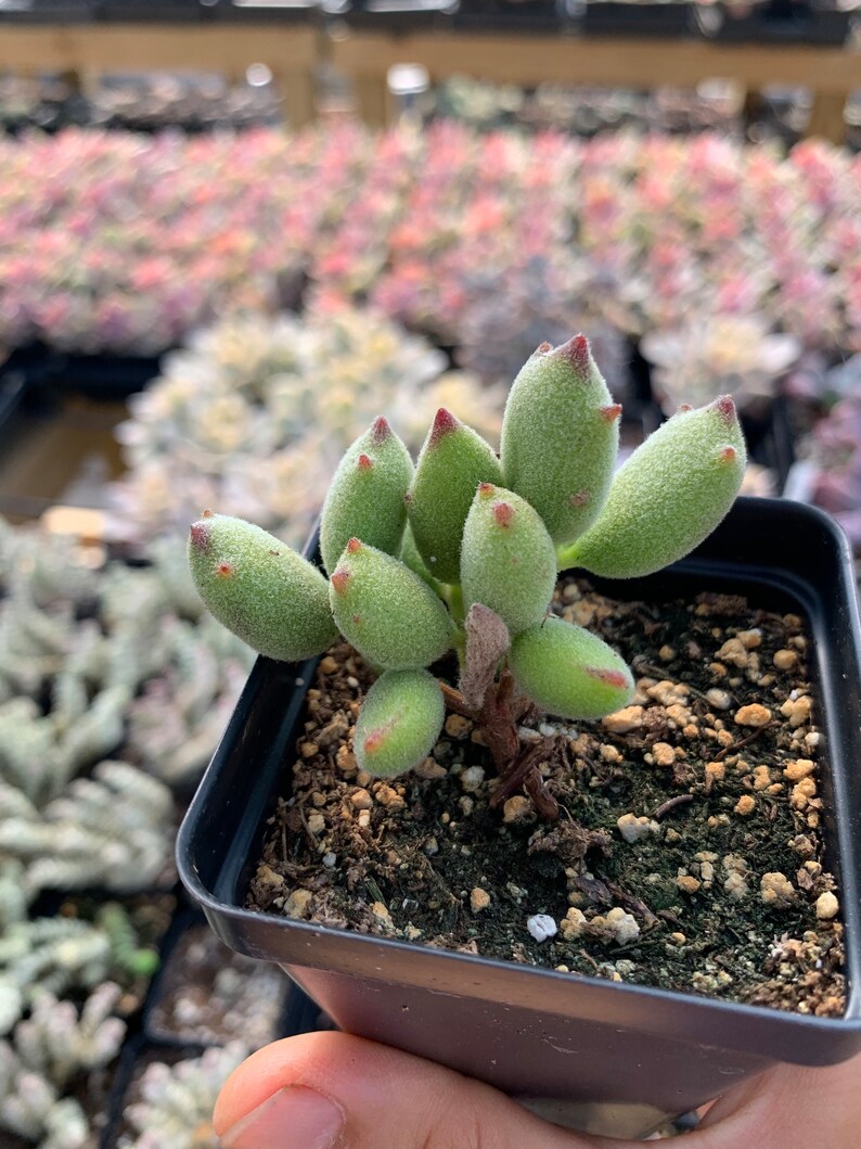 May include: A small succulent plant with fuzzy, light green, oval-shaped leaves that have pointed, reddish-brown tips. The plant is potted in a square black plastic container filled with dark soil and small pebbles, showing a woody stem base.